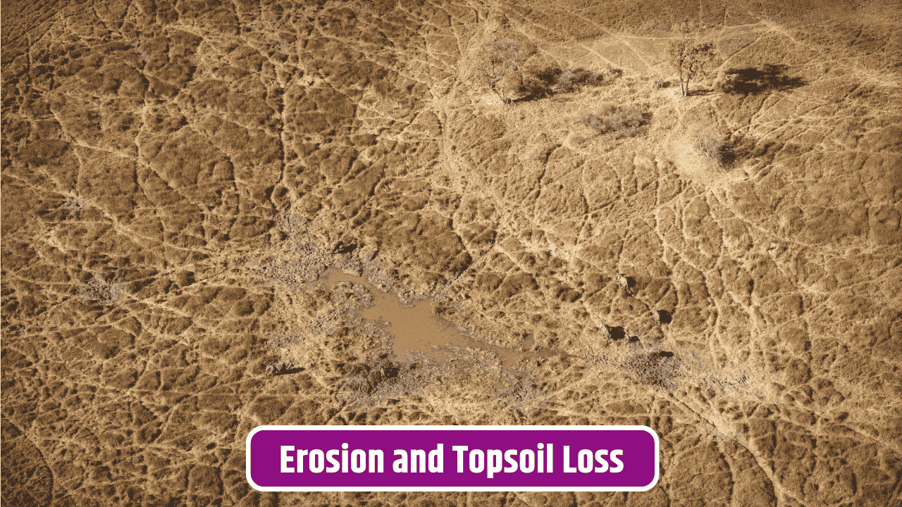Why Topsoil Loss Is Becoming a Global Environmental Crisis