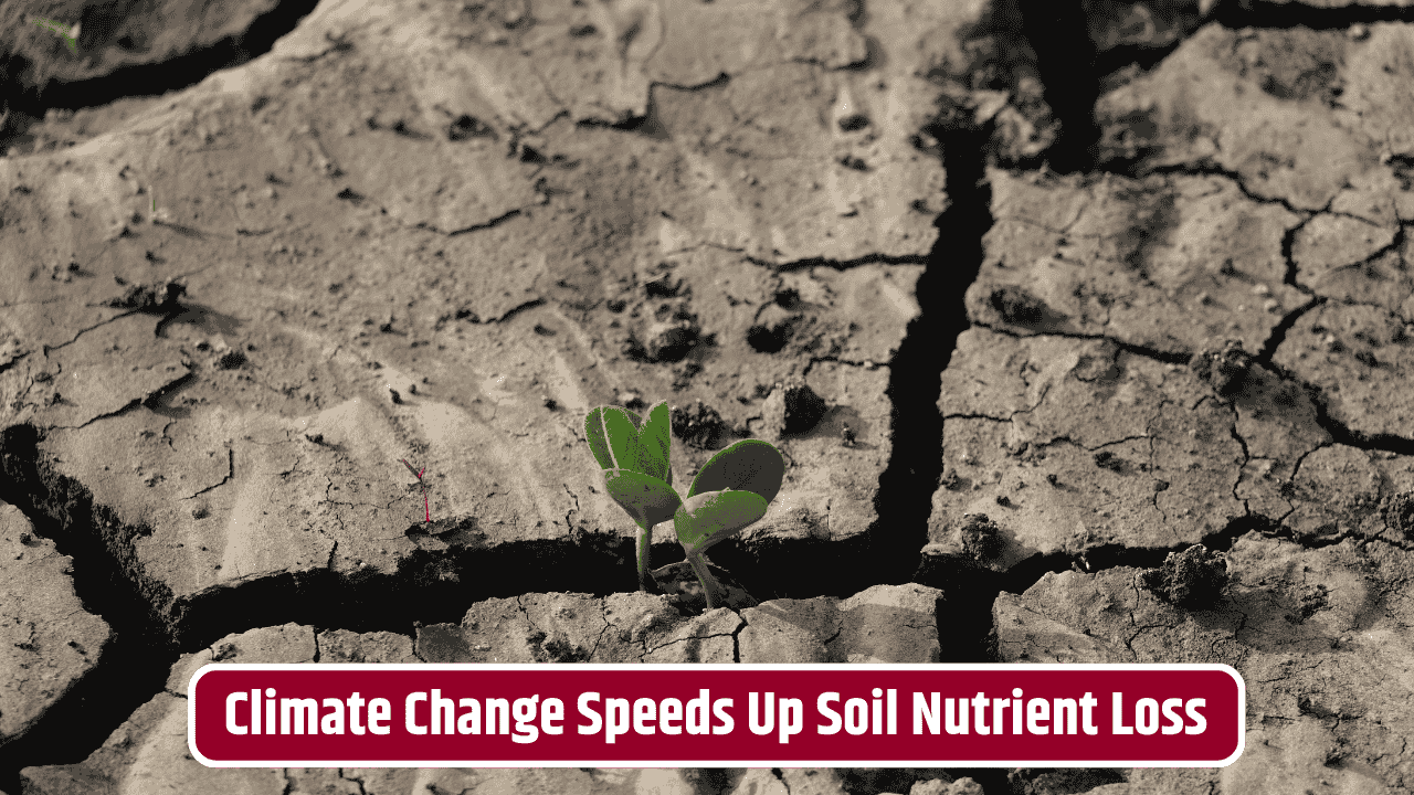 Climate Change Is Altering Soil Nutrients Faster Than We Ever Expected