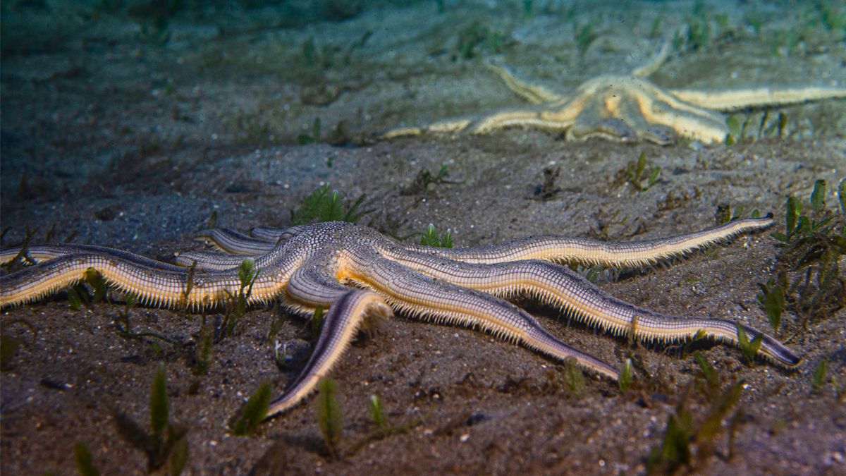 Strange Starfish
