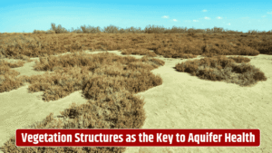 Deep Roots, Deep Insights: How Vegetation Structures Shape Groundwater Recharge