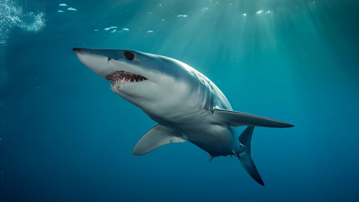 Shark