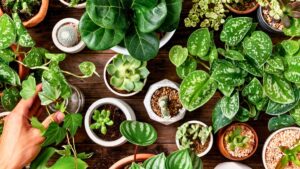 Indoor Greenery Guide