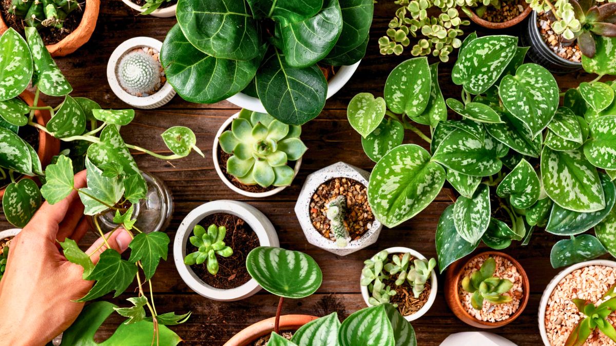 Indoor Greenery Guide