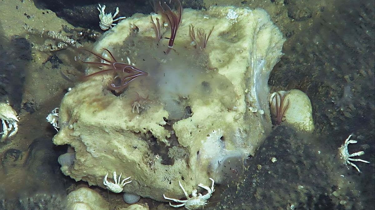 Osedax Worm