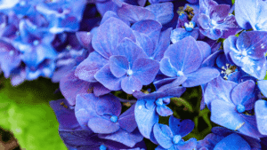 Say goodbye to hydrangeas: Garden experts urge you to stop planting them, here’s why