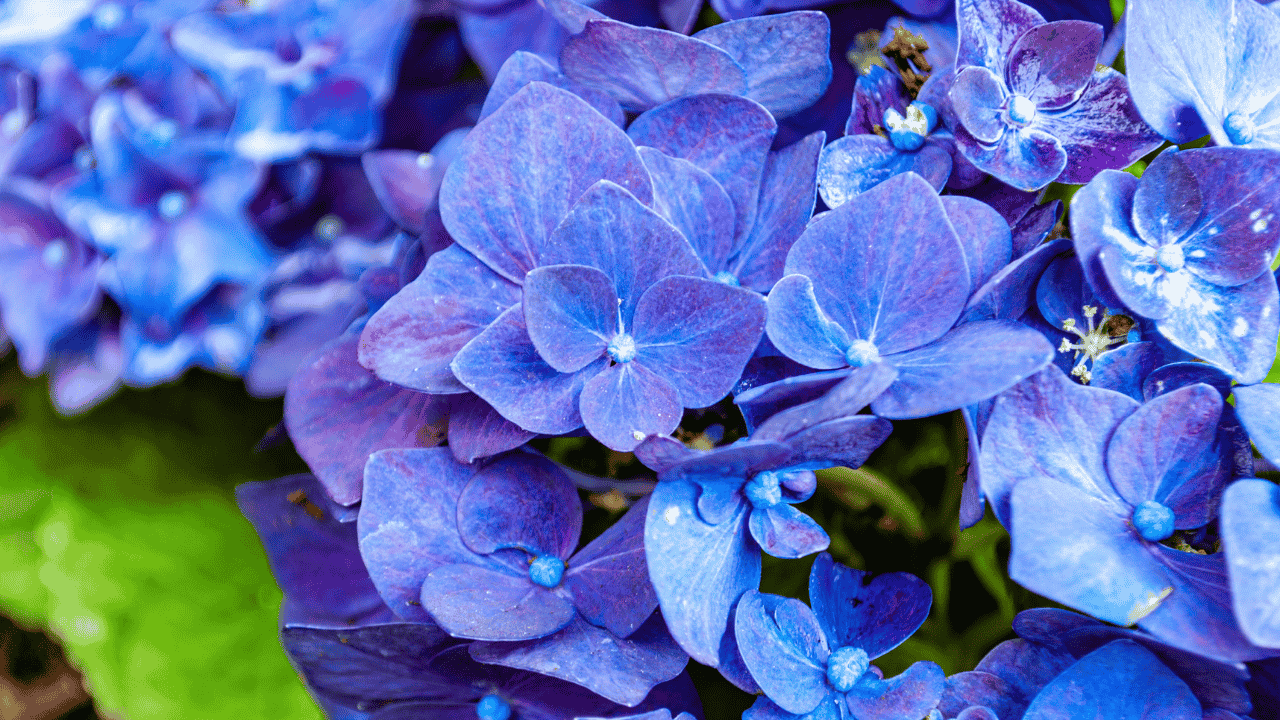 Say goodbye to hydrangeas: Garden experts urge you to stop planting them, here’s why